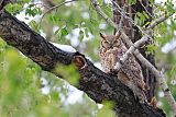 Great Horned Owlborder=